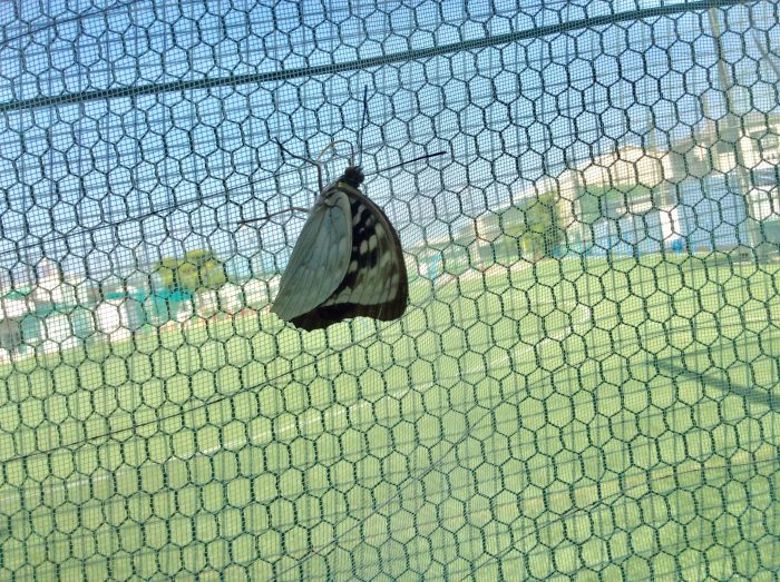 オオムラサキが羽化しました！