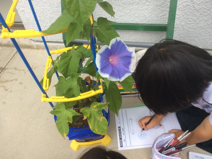 1年生　あさがおがさいたよ