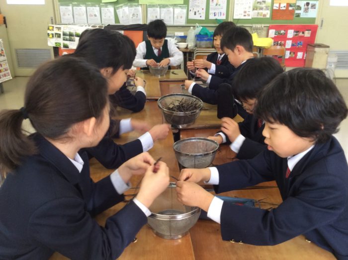 2年生 アドバンス「ハブ茶をつくろう」