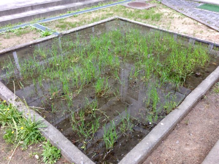 5年生 田植えの準備しています