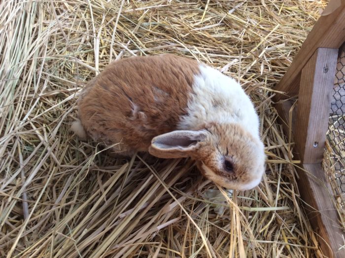うさぎ小屋からこんにちは