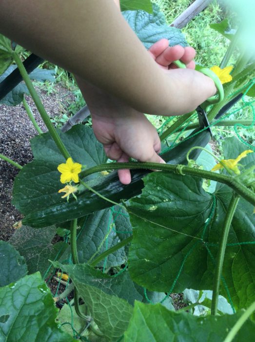 【2年生】きゅうりのしゅうかく