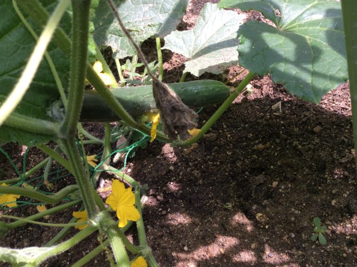 【2年生】野菜が大きくなったよ