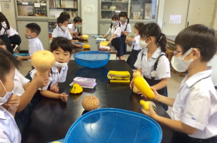 1年生 サイエンス 「いろんなカボチャとの出会い」