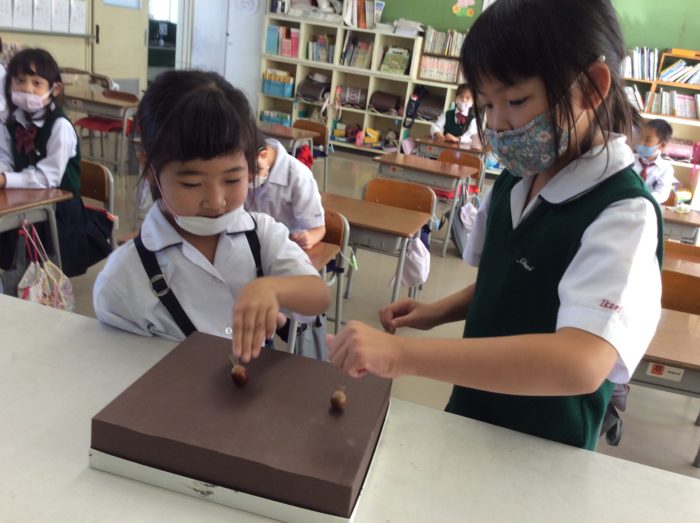 1年生サイエンス 「どんぐりごまで遊ぼう」