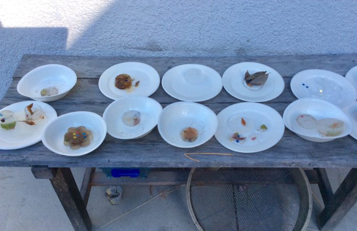 1年生 サイエンス「こおりができたよ」