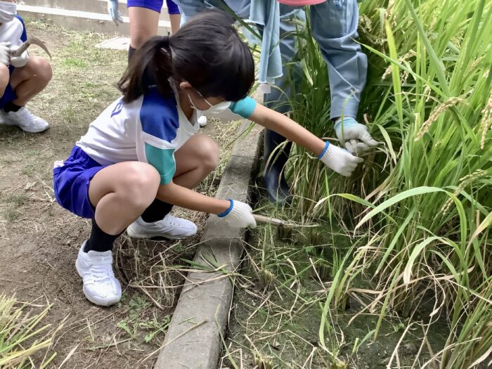５年生　稲刈り
