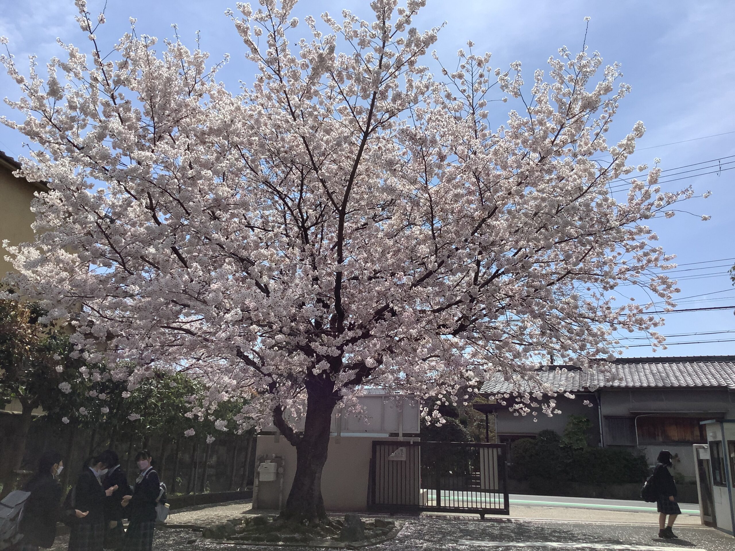 奈良育英グローバル小学校　1学期始業式