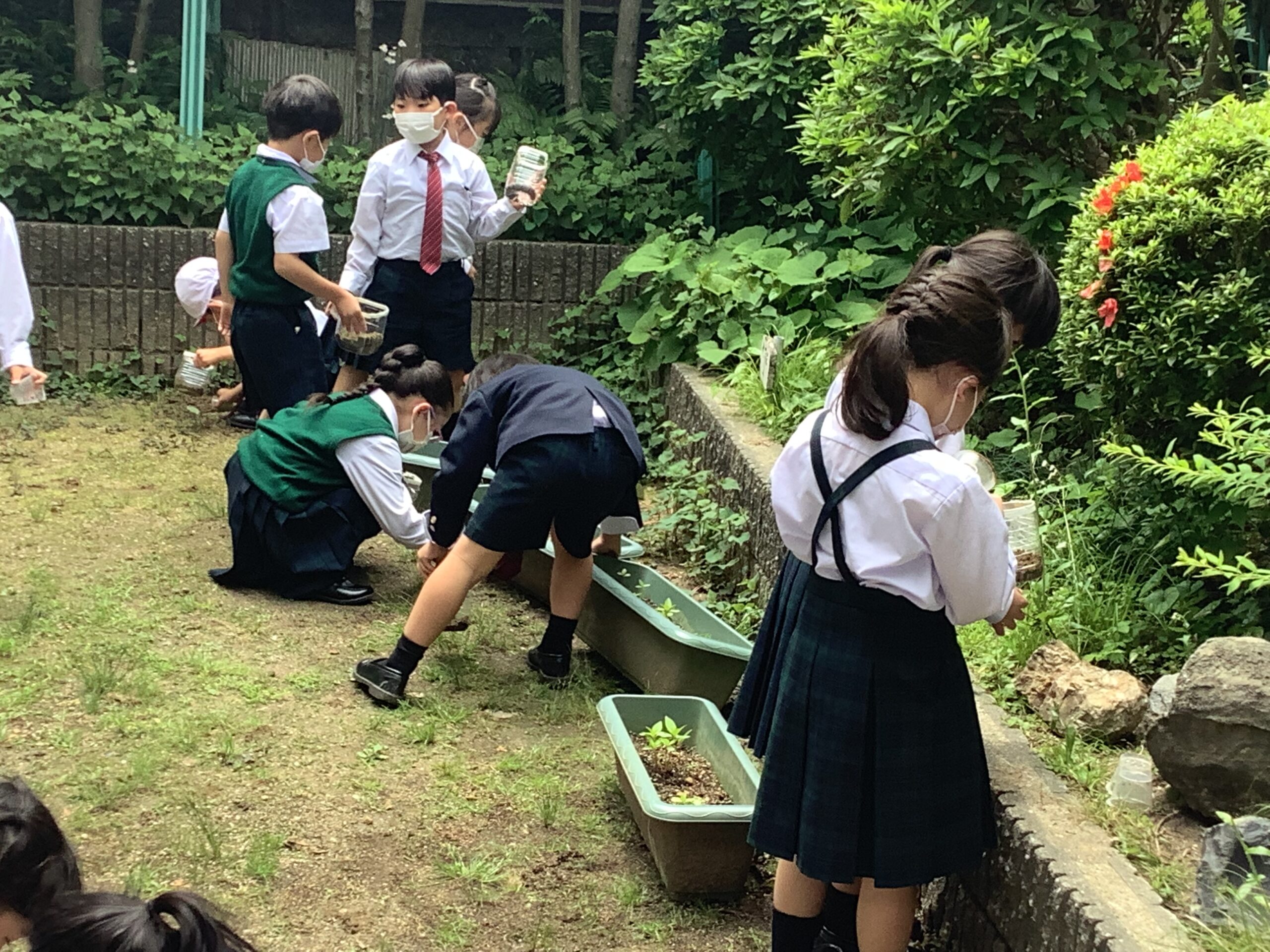 ダンゴムシと遊ぼう！(1年生サイエンス)